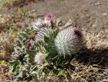 Cirsium occidentale var. compactum