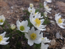 Anemone drummondii