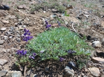 Lupinus lapidicola