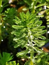 Myriophyllum aquaticum
