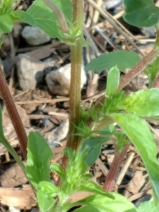 Amaranthus powellii