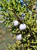 Juniperus californica