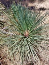 Pinus coulteri