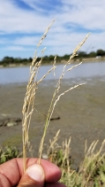 Puccinellia nutkaensis