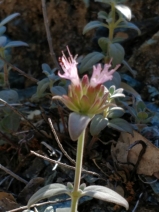 Monardella stebbinsii