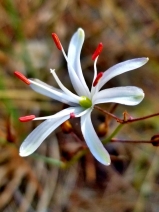 Chlorogalum pomeridianum