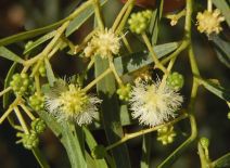 Acacia retinodes - Calflora