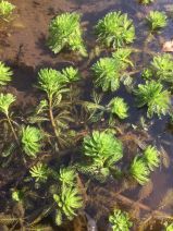 Myriophyllum aquaticum