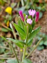 Epilobium ciliatum