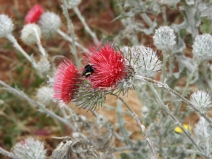Cirsium occidentale var. occidentale