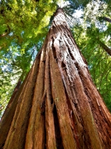 Sequoia sempervirens