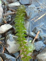 Elodea canadensis