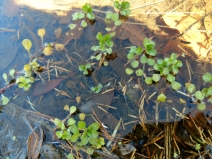 Ludwigia palustris