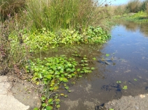 Hydrocotyle ranunculoides