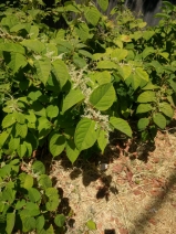 Fallopia japonica