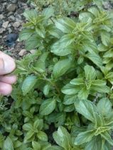 Mentha pulegium