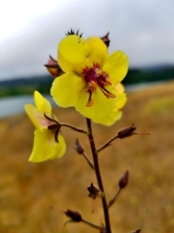 Verbascum blattaria