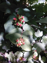 Hypericum grandifolium