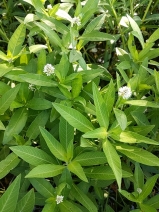 Alternanthera philoxeroides