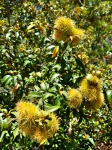Castanopsis chrysophylla