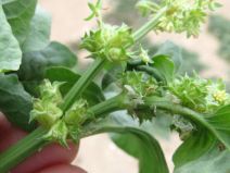 Emex spinosa