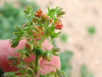 Emex spinosa
