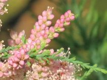 Tamarix ramosissima