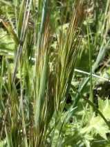 Bromus madritensis