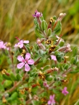 Frankenia salina