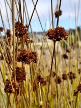 Juncus hesperius