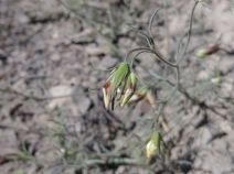 Cordylanthus tenuis ssp. tenuis