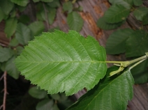 Alnus incana