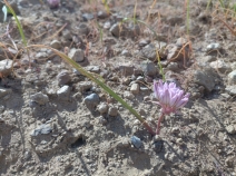 Allium obtusum var. conspicuum