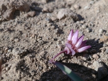 Allium obtusum var. conspicuum