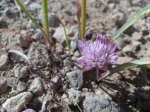 Allium obtusum var. conspicuum