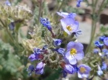 Polemonium pulcherrimum