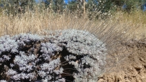 Eriogonum wrightii