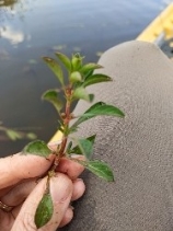 Ludwigia palustris