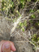 Rytidosperma caespitosum
