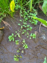 Ludwigia palustris