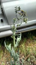 Senecio glomeratus