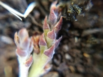 Arctostaphylos manzanita
