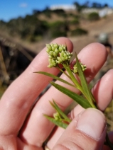 Baccharis glutinosa