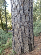 Pinus ponderosa var. pacifica