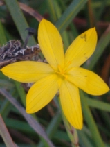 Sisyrinchium californicum