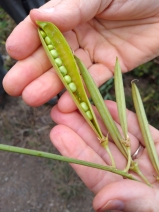 Lathyrus latifolius