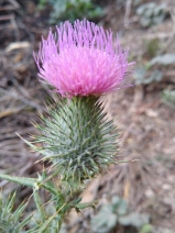 Cirsium vulgare