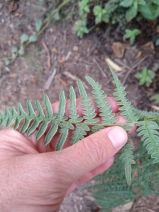 Pteridium aquilinum