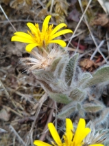 Heterotheca sessiliflora var. camphorata