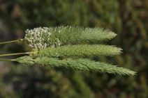 Phalaris paradoxa